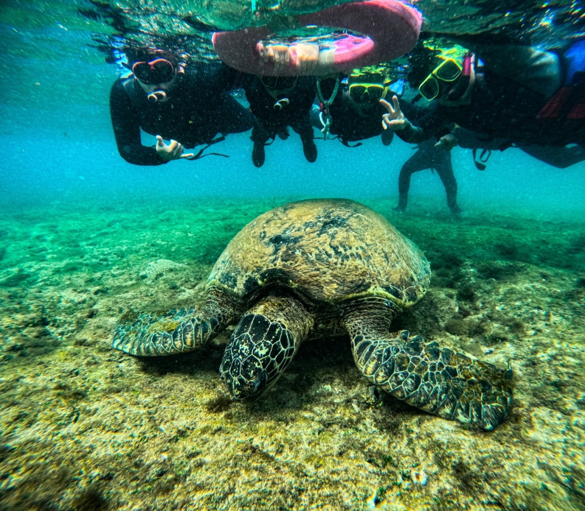 海龜與水面浮潛隊伍的活動畫面