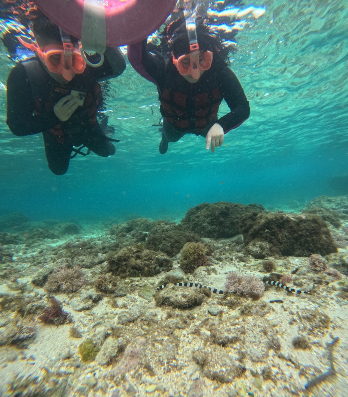 穿著浮潛裝備的旅客在清澈海水中活動